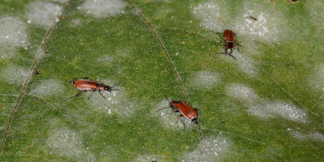 Malachiidae: Anthocomus rufus